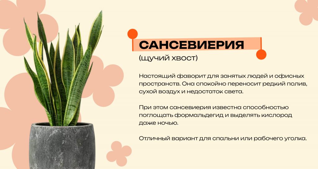 Какие комнатные растения очищают воздух и снижают стресс: топ неприхотливых видов