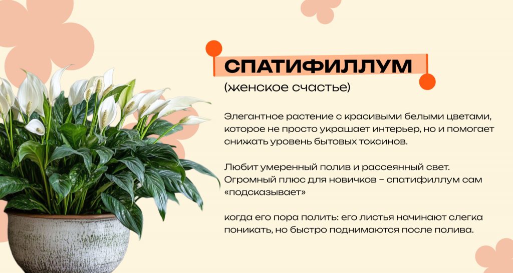Какие комнатные растения очищают воздух и снижают стресс: топ неприхотливых видов