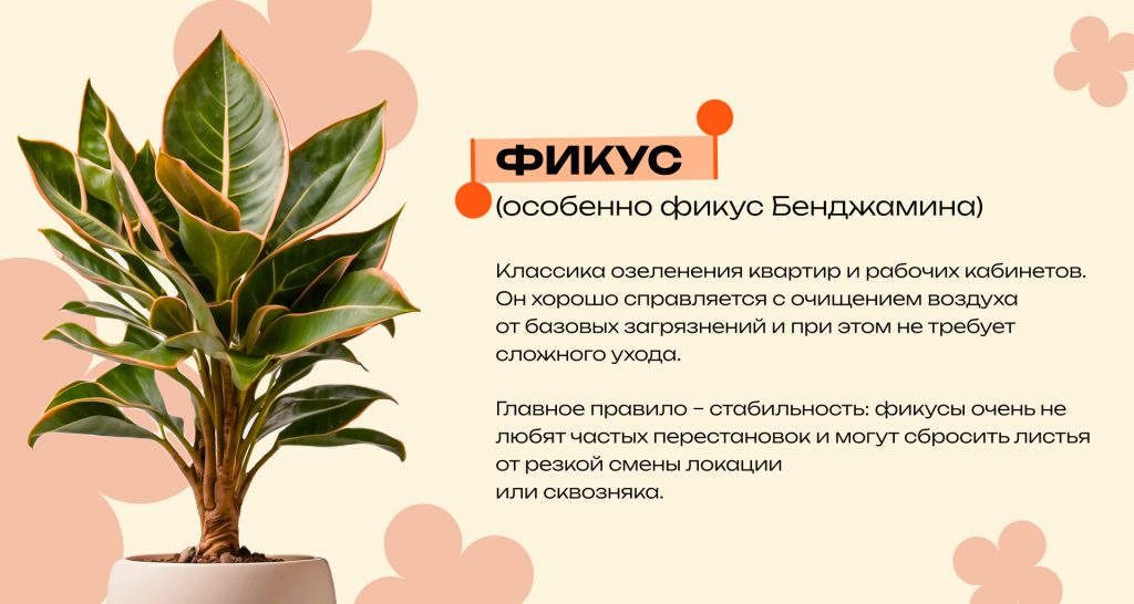 Какие комнатные растения очищают воздух и снижают стресс: топ неприхотливых видов