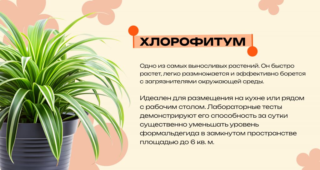 Какие комнатные растения очищают воздух и снижают стресс: топ неприхотливых видов