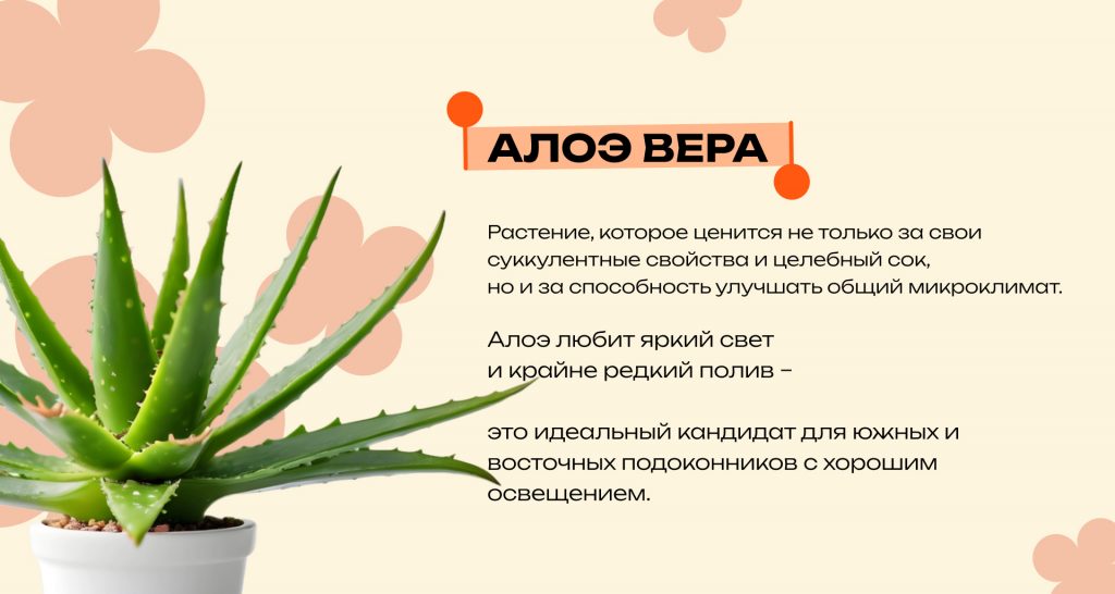 Какие комнатные растения очищают воздух и снижают стресс: топ неприхотливых видов