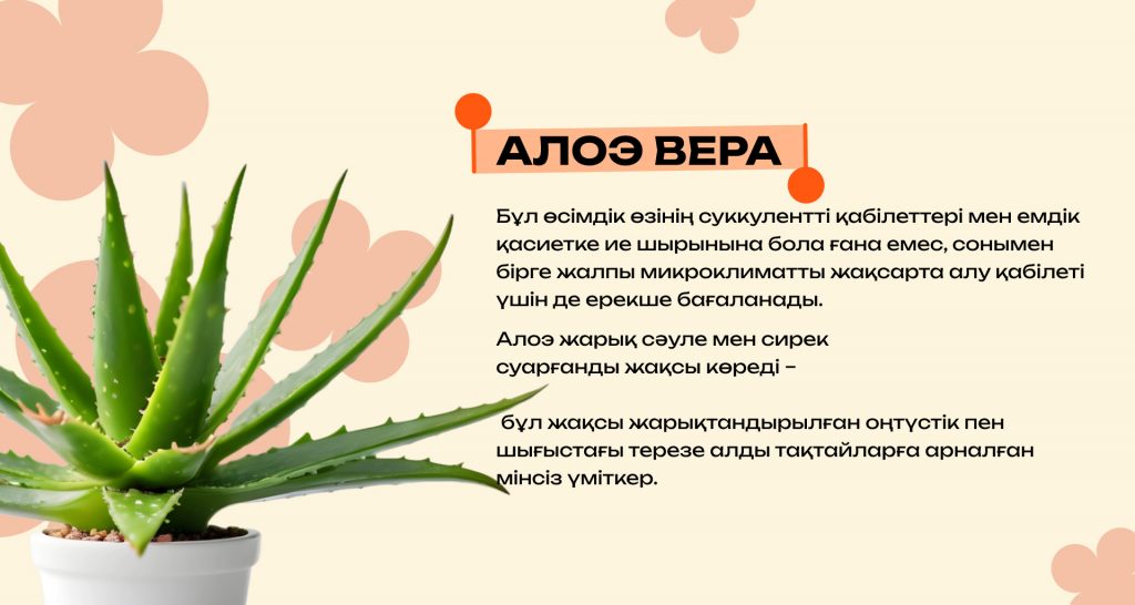 Қандай бөлме өсімдіктері ауаны тазартады және күйзелісті азайтады: күй талғамайтын түрлерінің ең үздіктері