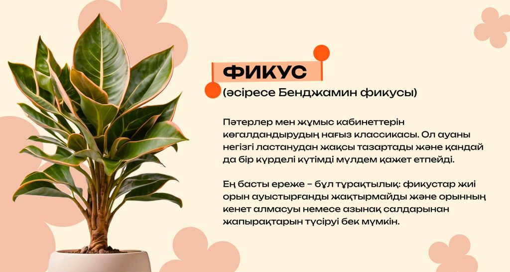 Қандай бөлме өсімдіктері ауаны тазартады және күйзелісті азайтады: күй талғамайтын түрлерінің ең үздіктері