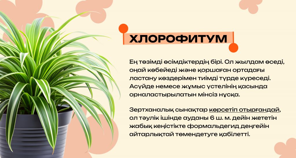 Қандай бөлме өсімдіктері ауаны тазартады және күйзелісті азайтады: күй талғамайтын түрлерінің ең үздіктері