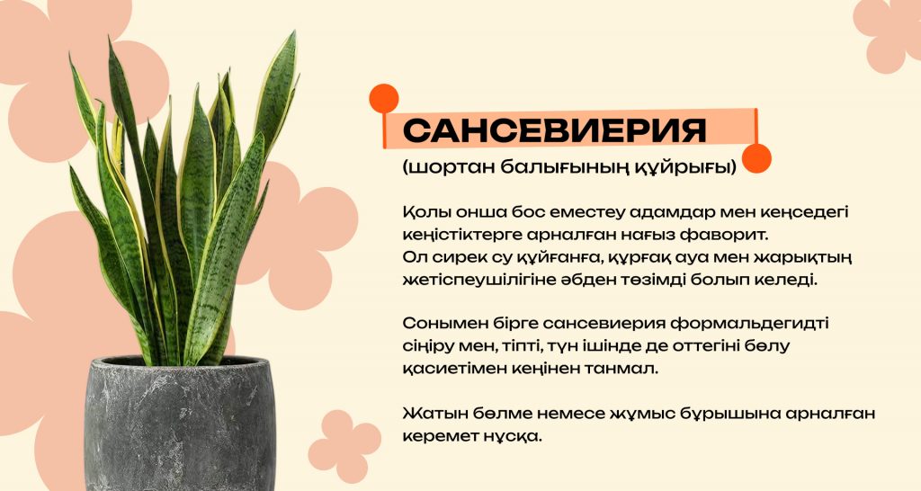Қандай бөлме өсімдіктері ауаны тазартады және күйзелісті азайтады: күй талғамайтын түрлерінің ең үздіктері