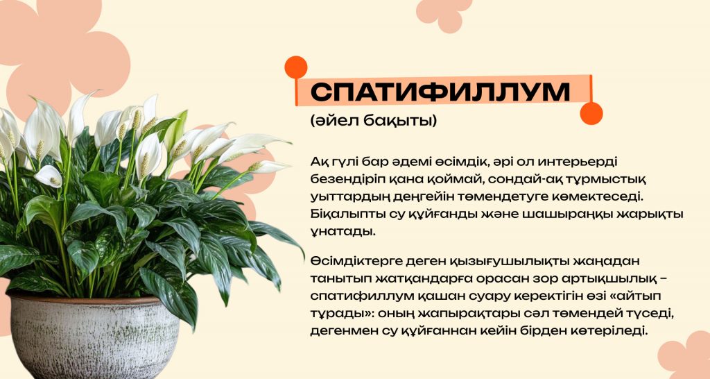 Қандай бөлме өсімдіктері ауаны тазартады және күйзелісті азайтады: күй талғамайтын түрлерінің ең үздіктері